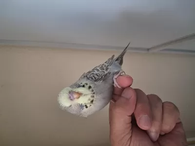 Yavru Show Jumbo Erkek Muhabbet Kuşu