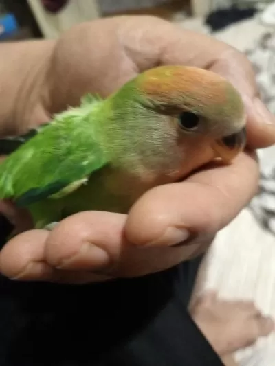 Yeni Yeme Düşmüş Sevda Papağanı