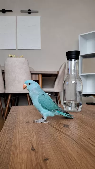 Mutasyon Pakistan Papağanı Bebek