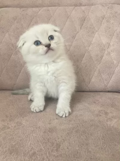 Scottish Fold Bebekler