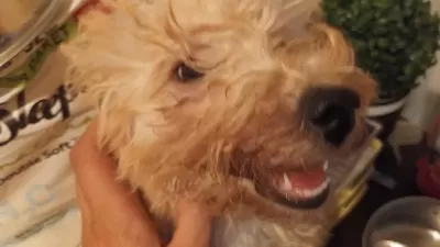 Maltipoo Poodle Kırması