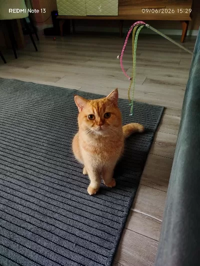 Ücretsiz Acil Sahiplendirme Kedimiz