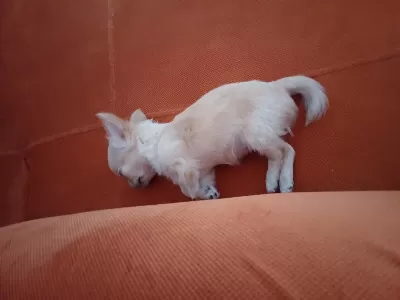 Harika Sari Şivava Kızım