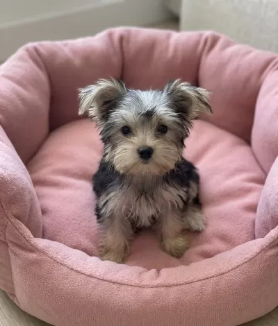 Safkan Orjinal Yorkshire Terrier