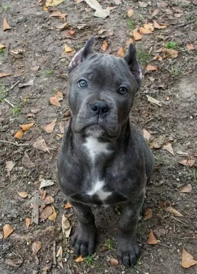 Orjinal Cane Corso Blue Yavrumuz
