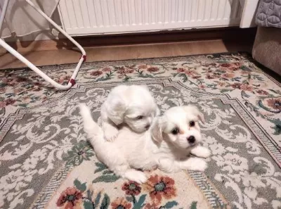 Harika Xs Maltese Bebekler