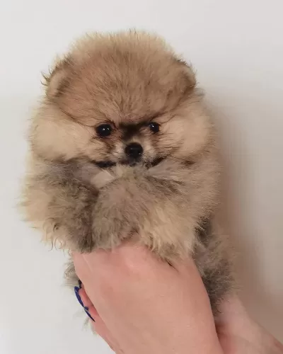 Sevimli Pomeranian Yavrulari