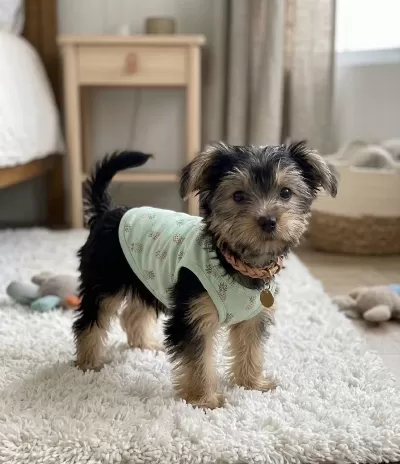Havlama Huyu Asla Yok Çok Uslu Yorkshire Terrier