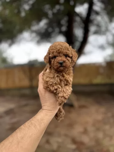 Renk Renk Çeşit Çeşit Toy Poodle Yavrularımız