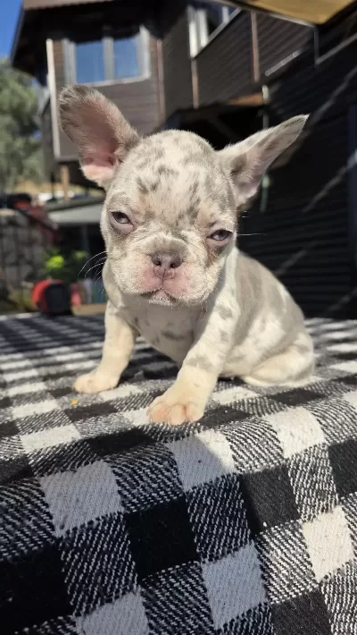 French Bulldog Köpeği