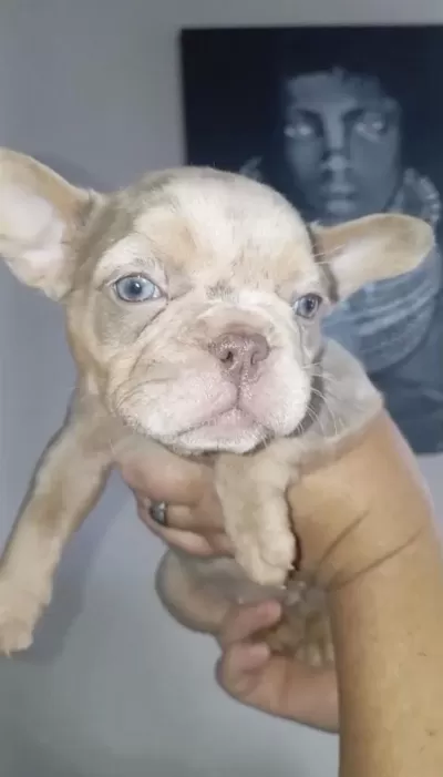French Bulldog New Shade İsabella Merle Tan Fluffy Carrier