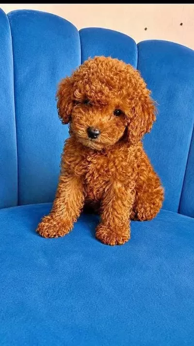 Erkek Tuvalet Eğitimli Toy Poodle Sağlık Garantili