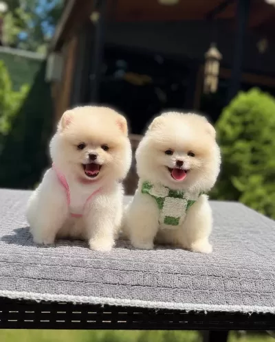 Oyuncak Surat Pomeranian Boo Yavrularımız