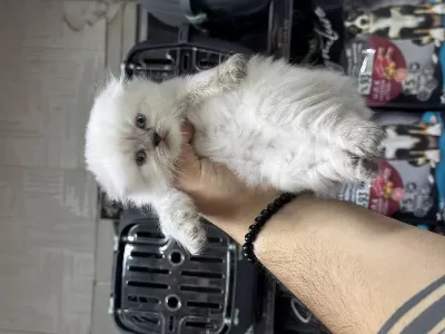 A Kalite Sağlıklı Wc Eğitimli Scottish Fold