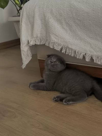 Harika Yavru Scottish Fold