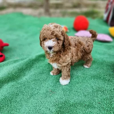 Sevimli Maltipoo Yavrularimiz