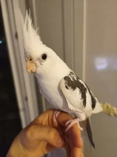 Heavy Kan Hattına Sahip White Face Sultan Papağanı