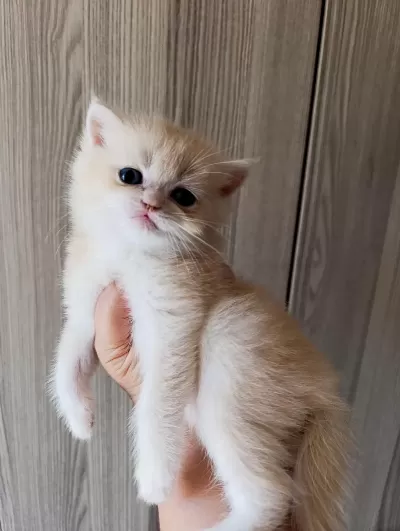 Lilac Golden Erkek Yavru British Shorthair