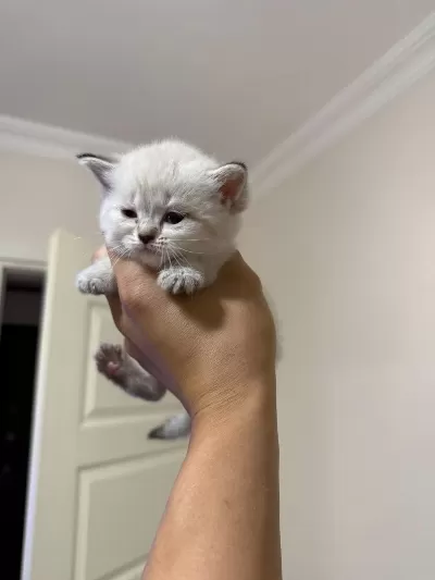 Mükemmel Kalitede Safkan British Shorthair Beyaz Yavrular