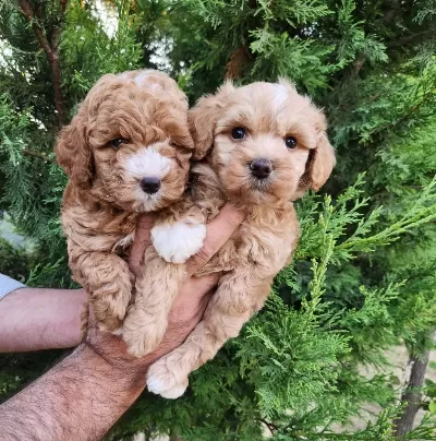 Minik Maltipoo Yavrularimiz