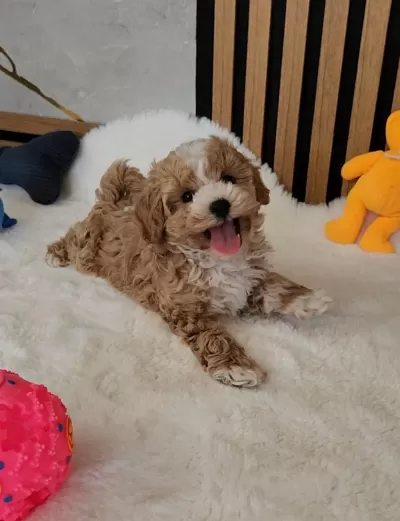 Maltipoo Yavrularimiz
