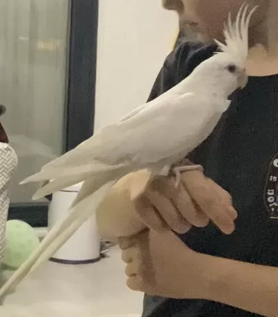 Hazır Kızgın Sultan Papağanı