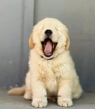 Ruhsatlı Köpek Çifliğinden Golden Yavrular A Scrli