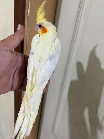 49 Günlük Lutino Bebek Sultan Papağani