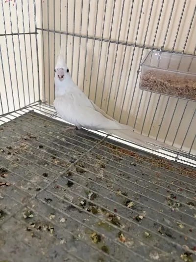 İkinci Kuluçka Hazırlığında Kusursuz Albino-wf Takım Sultan