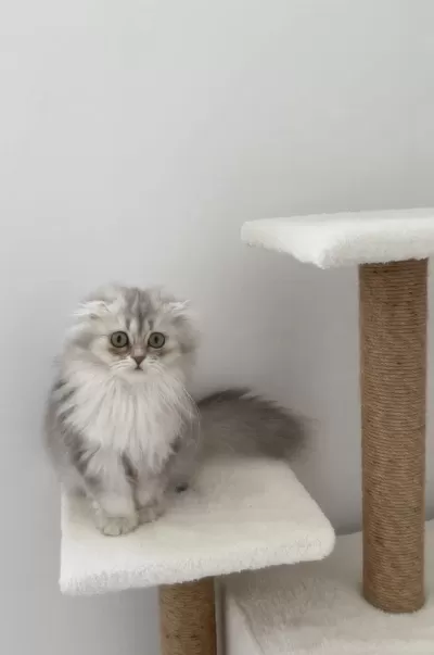 Yeşil Gözlü Kedimiz Bihter