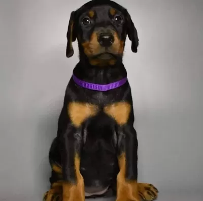 Ruhsatlı Köpek Çifliğinden Doberman Yavrular A Scrli