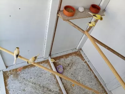 Sağlıklı 2 Aylık Kanaryalar