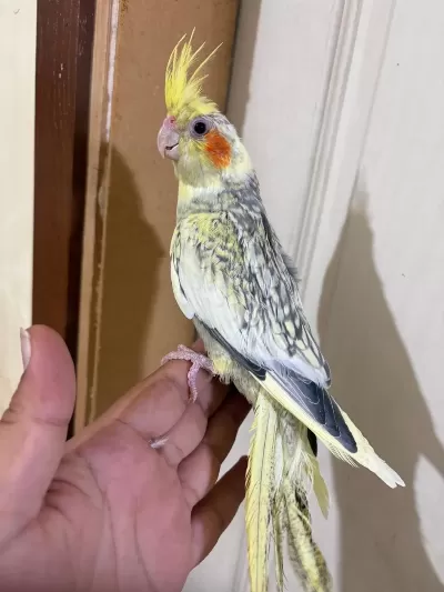 57 Günlük Uysal Sultan Papağani Bebek