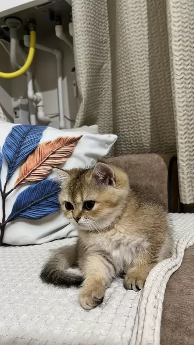 British Shorthair Kedisi