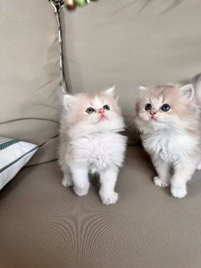 British Longhair Yavrular