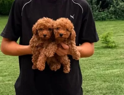 Toy Poodle Minik Köpeğimiz
