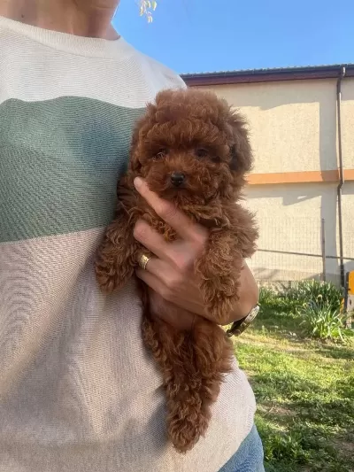 Toy Poodle Minik Köpekler