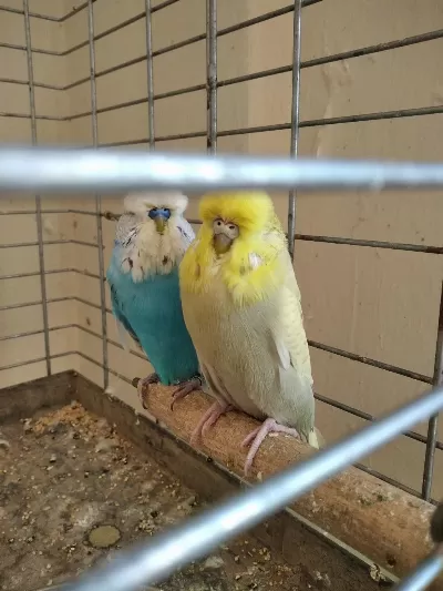 Takım Yavrulamış Jumbo Muhabbet Kuşu