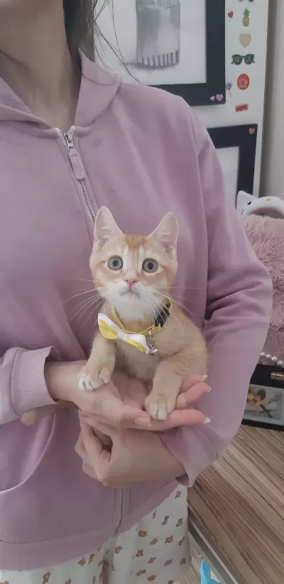 Golden British Shorthair Yavru