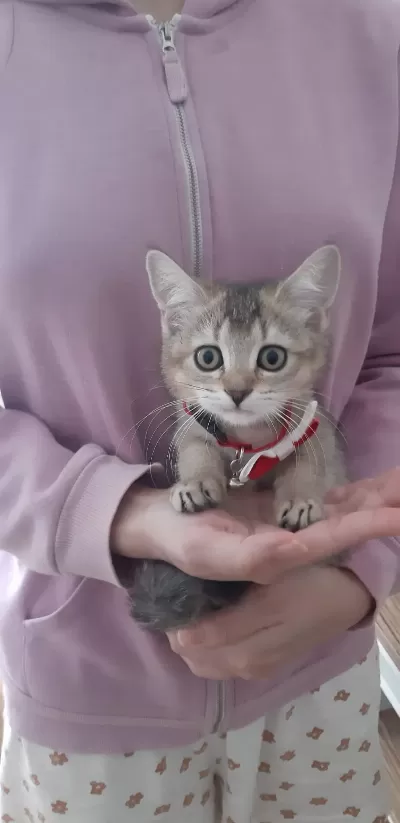 Black Golden British Shorthair Yavrumuz