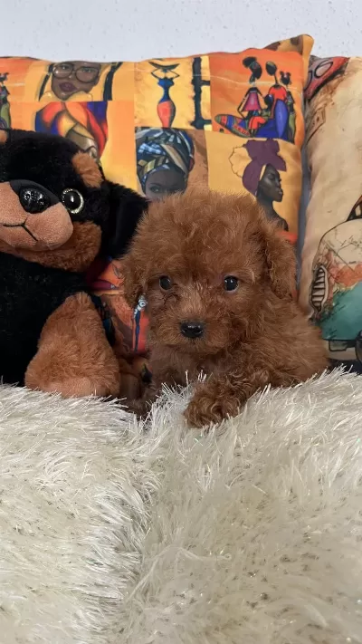 Kore Kan Bebiş Poodle