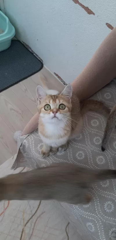 Golden British Shorthair