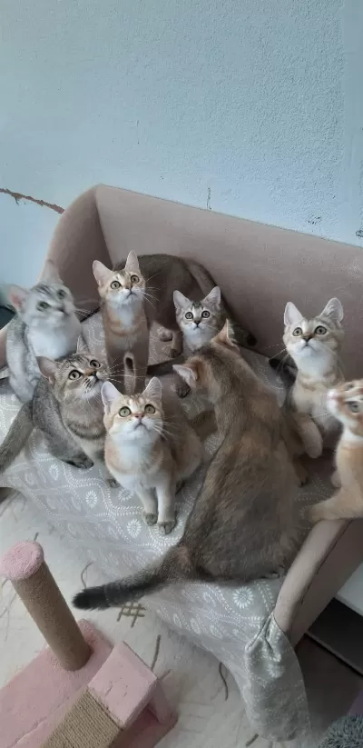 British Shorthair Evcilmen Yavrularımız