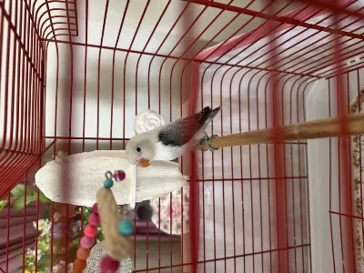 Yavru Ele Alışkın Cennet Papağanı