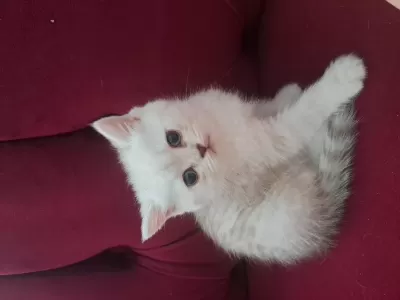 Mükemmel Güzellik Kedilere Yuva Ol