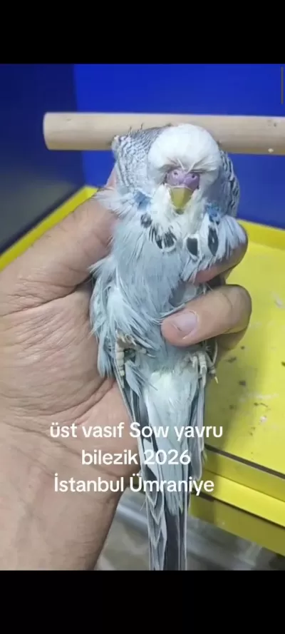 Şov Jumbo Muhabbet Kuşu