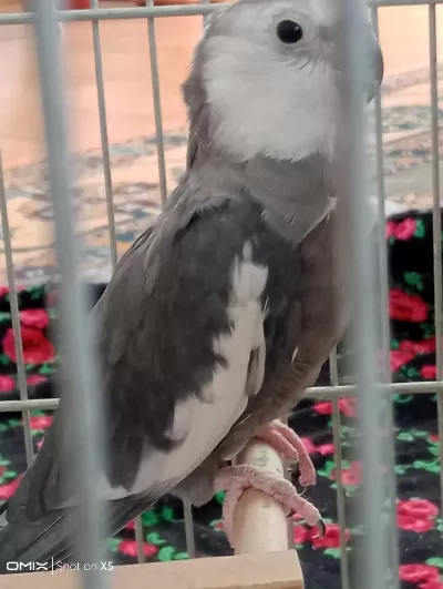 Yumurtlamak Üzere Olan Çift Sultan Papağanı
