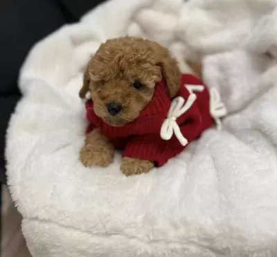 Sağlıklı Red Brown Poodle