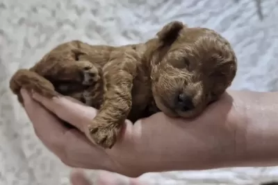 Toy Poodle Safkan İrk Kore Köpeğimiz