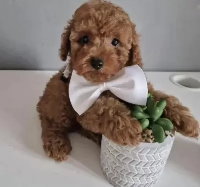 Toy Poddle Safkan İrk Kore Köpekler